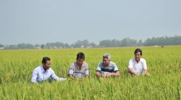 تطورات غير متوقعة تواجه ملف صادرات الأرز في ظل تقلبات الأسواق العالمية